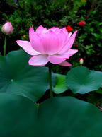 Pink Cloud Water Lily | Water Lily Plant