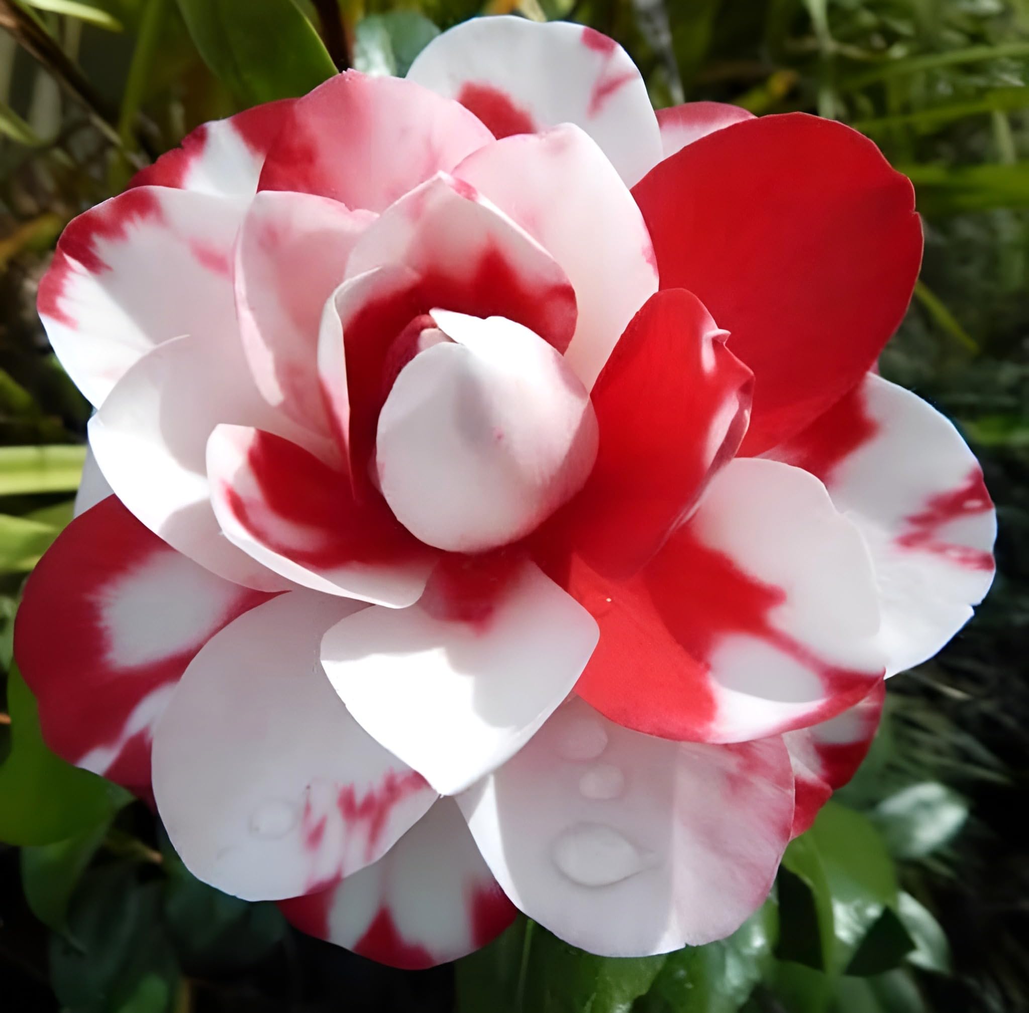 Camellia Flower | Camellia Plant