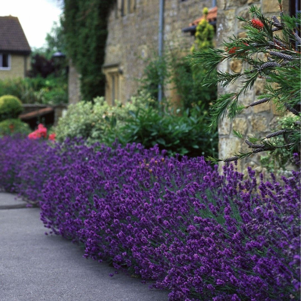 English Lavender Plant | Lavender Plant