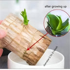 Brazilian wood indoor plant Pack of 2