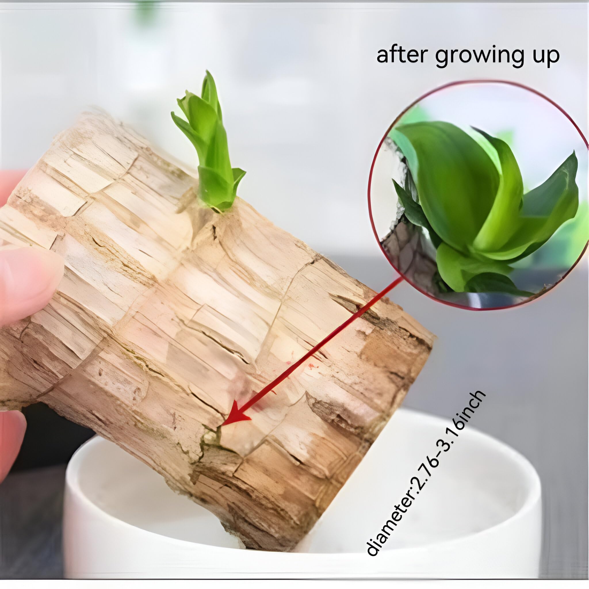 Brazilian wood indoor plant Pack of 2