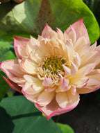 Pink Lotus Live Plant