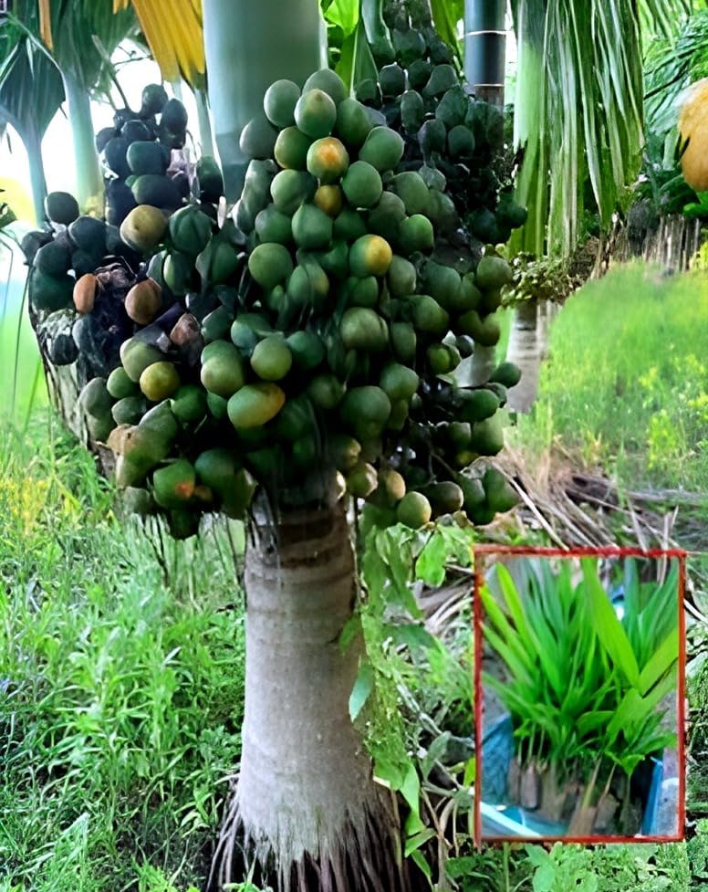 Assam Supari Plant | Areca Nut Plant