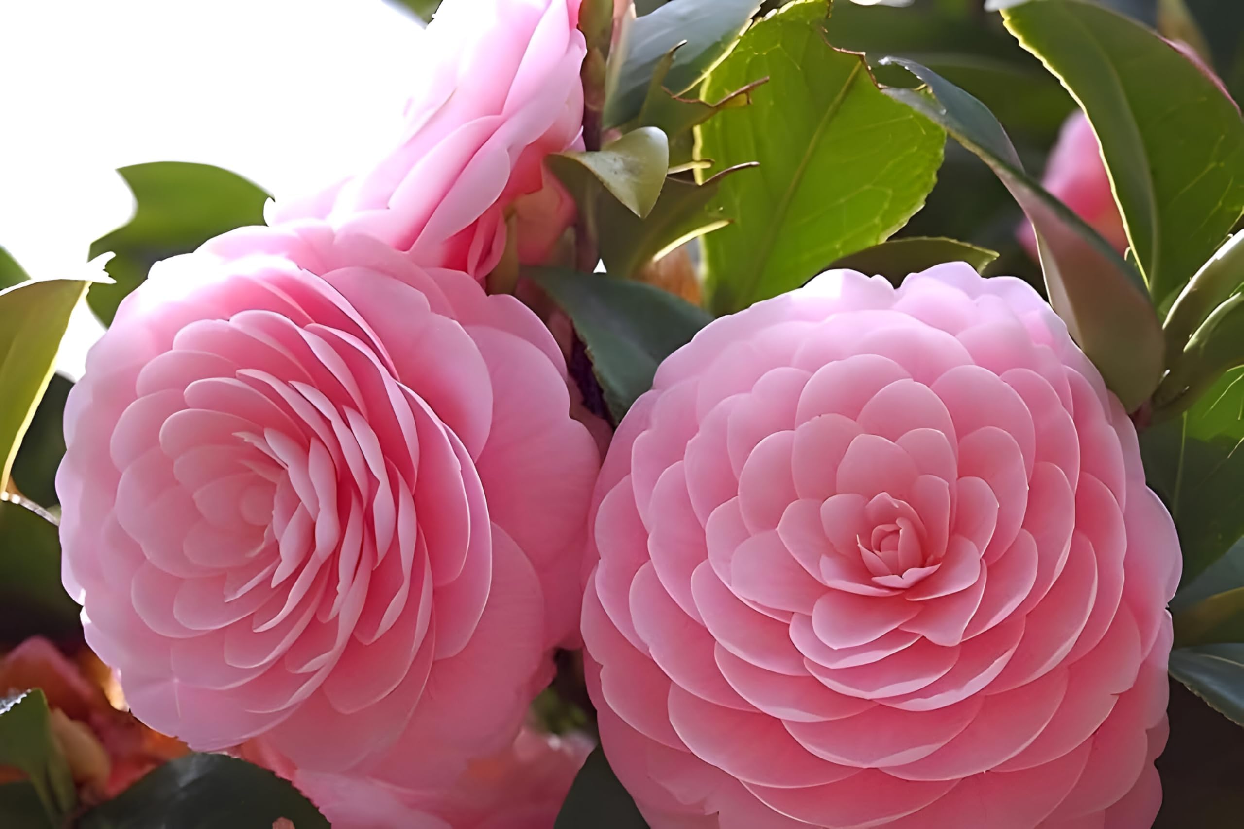 Pink Camellia Flower | Pink Camellia Plant
