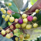 Thai Phalsa Fruit | Thai Phalsa Plant