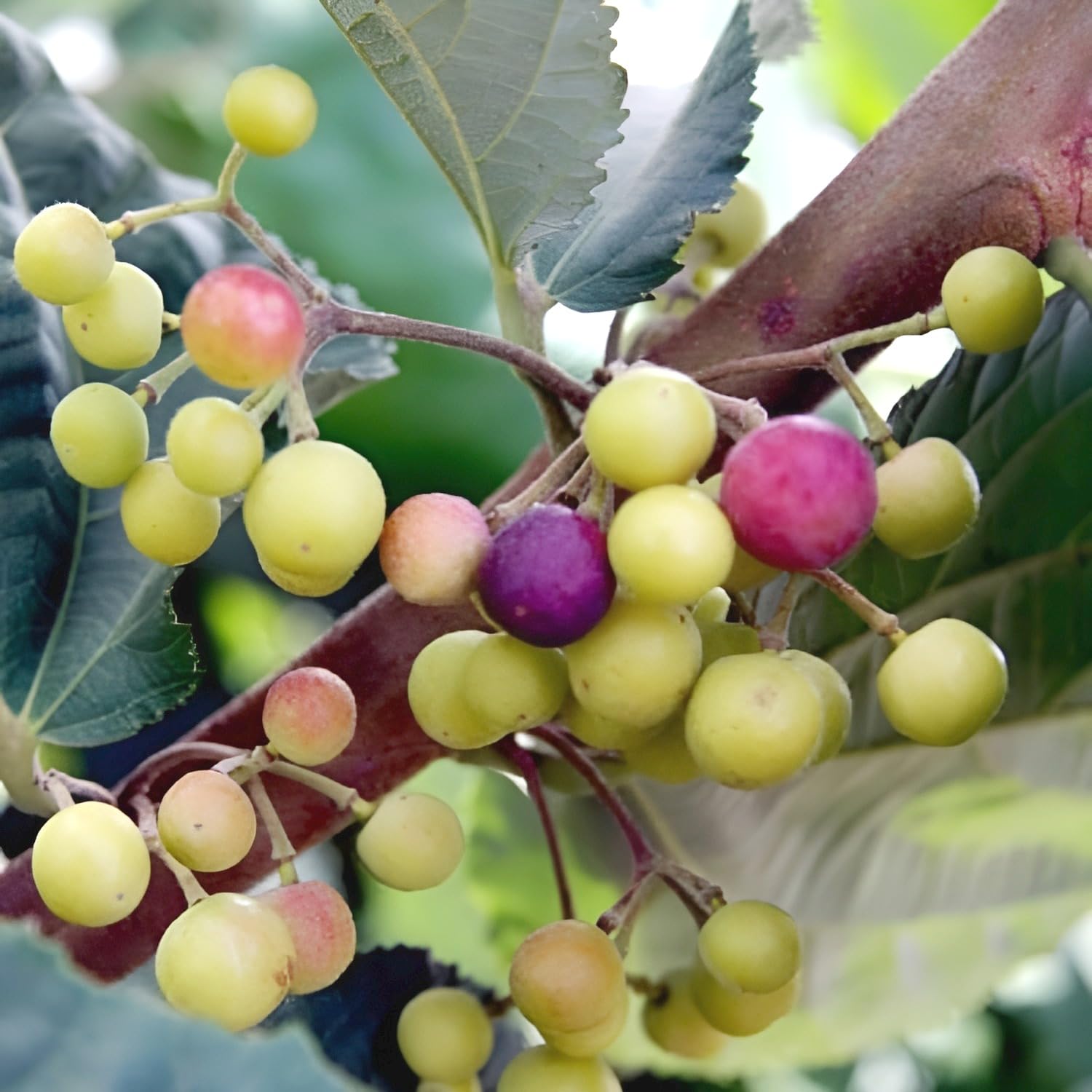 Thai Phalsa Fruit | Thai Phalsa Plant