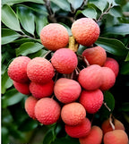 Lychee Fruit | Lychee Plant