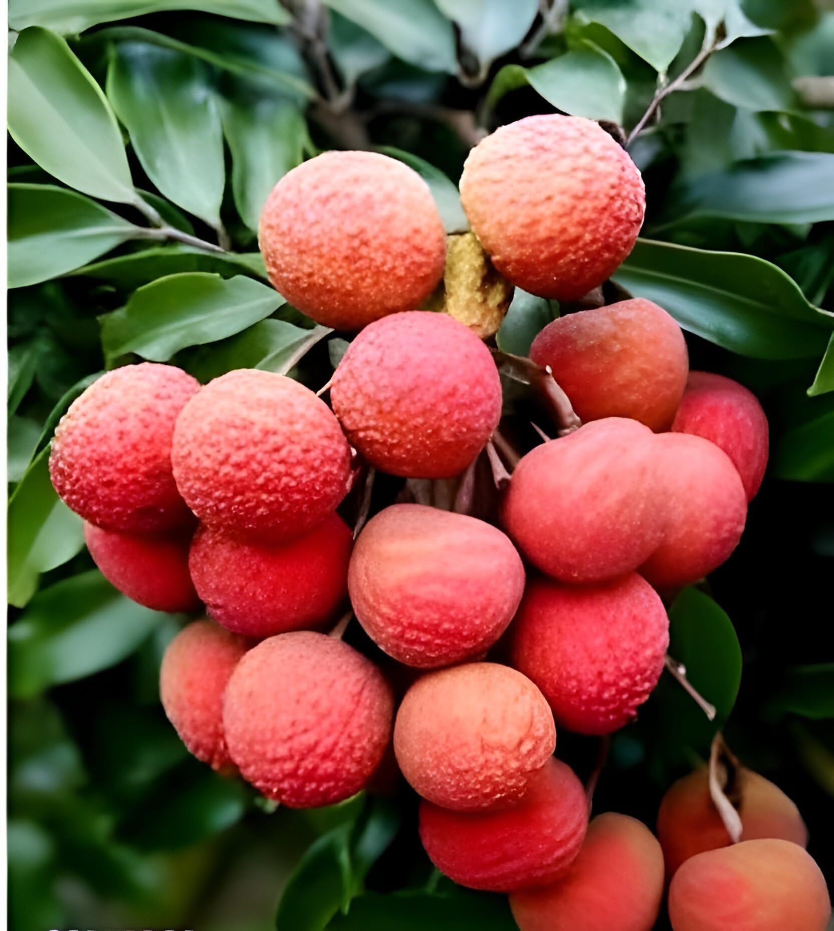 Lychee Fruit | Lychee Plant