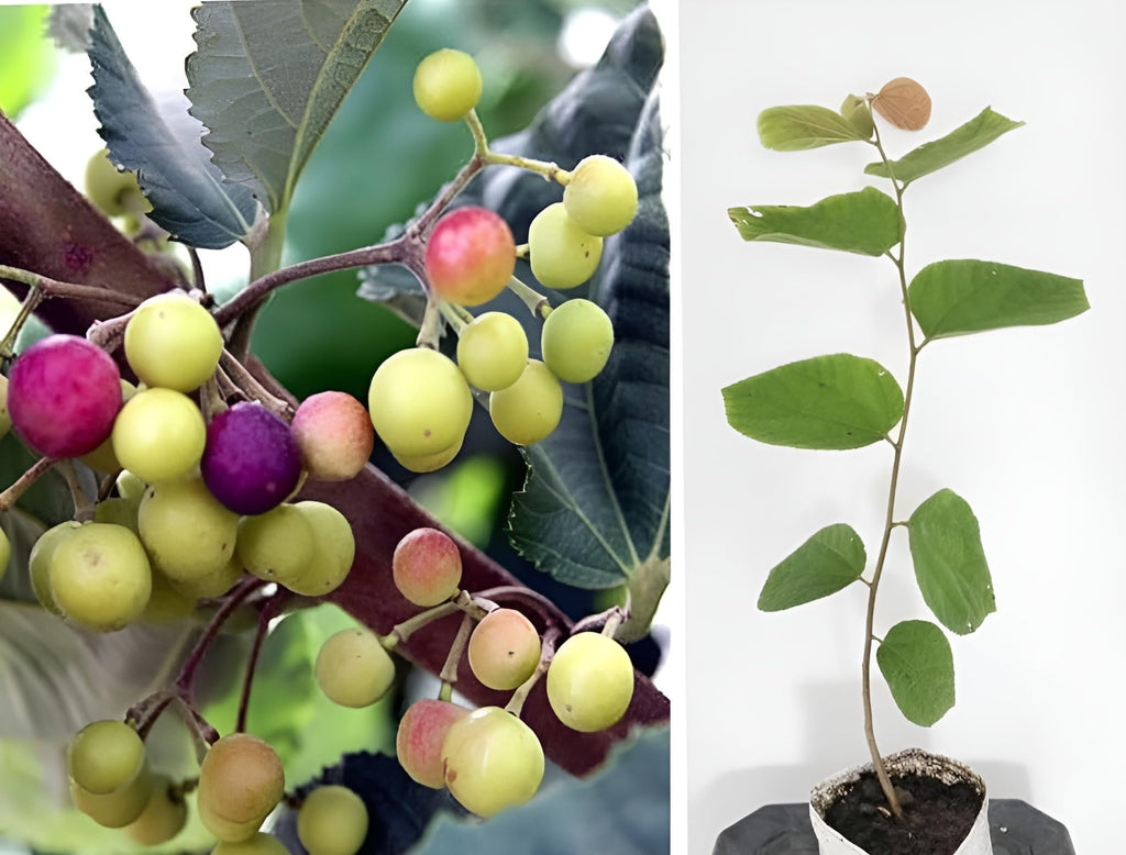 Thai Phalsa Fruit | Thai Phalsa Plant