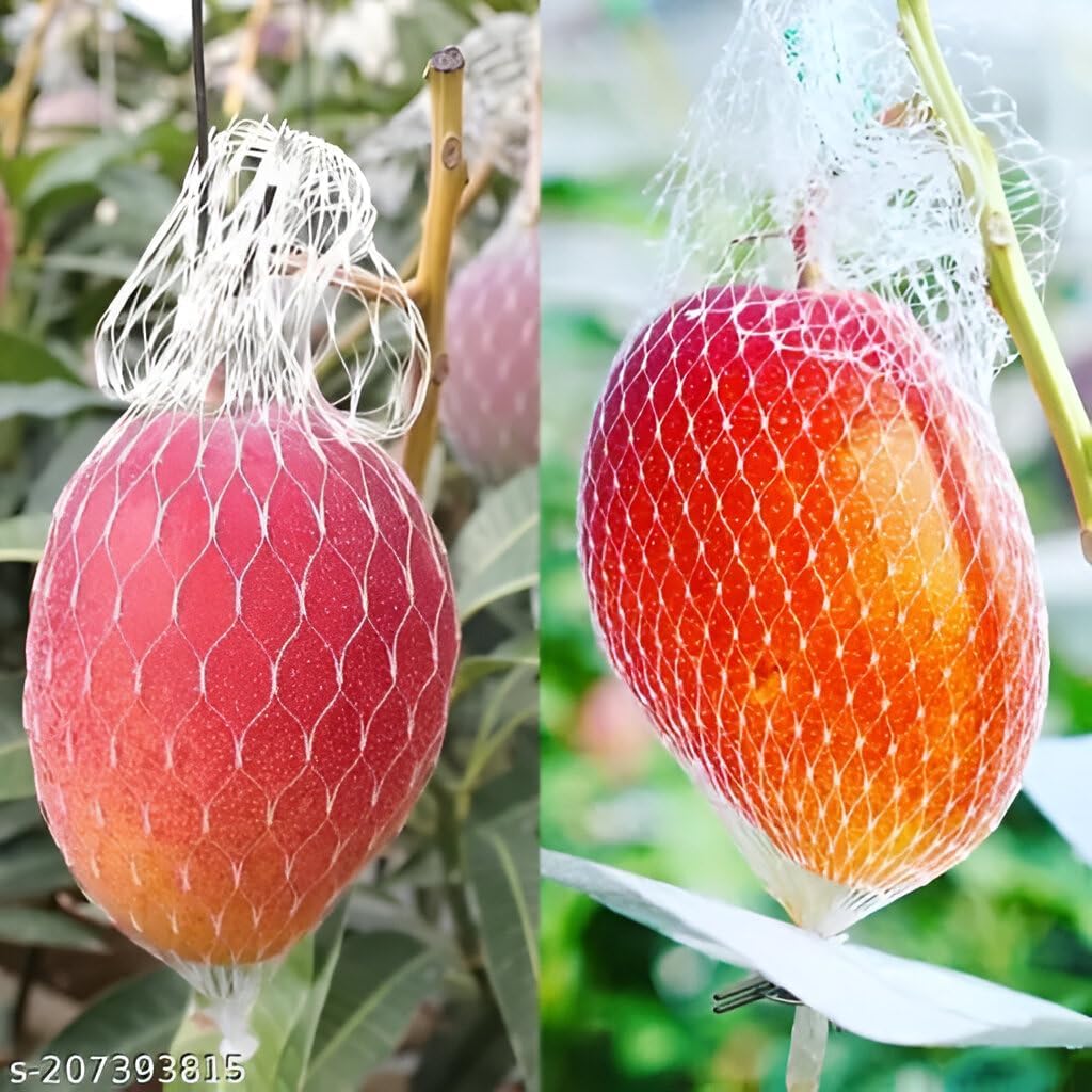 Miyazaki Mango Fruit | Miyazaki Mango Plant