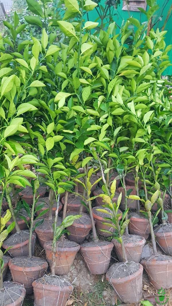 Mosambi Fruit | Sweet Lemon Plant