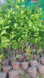 Mosambi Fruit | Sweet Lemon Plant