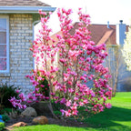 Pink Magnolia Flower | Pink Magnolia Bush Plant