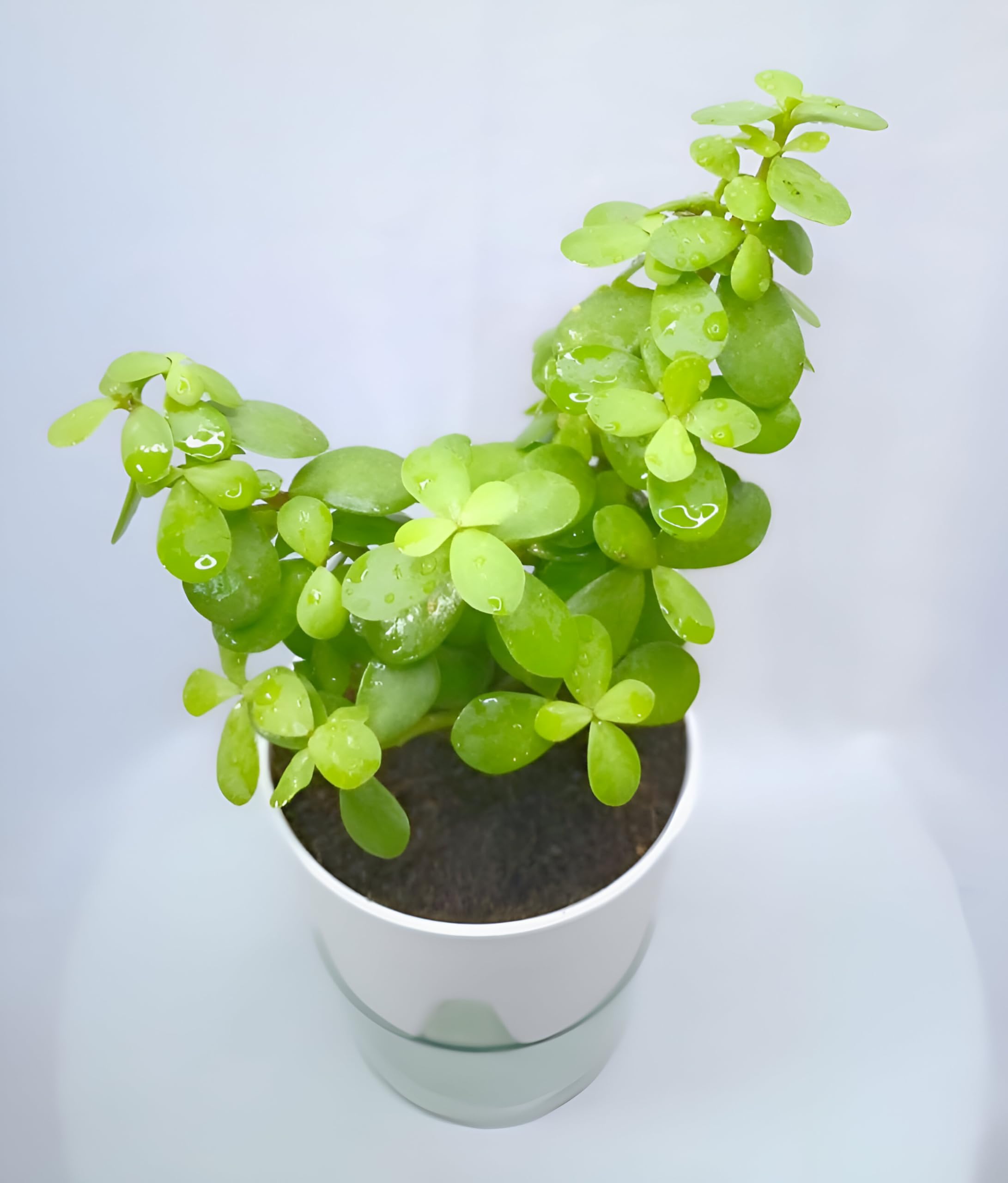 Green Jade Plant | Jade Plant