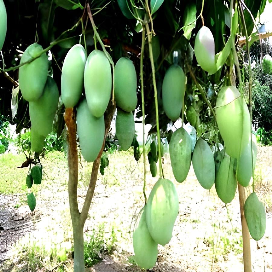 Kaccha Mittha Mango Fruit | Kaccha Mittha Mango Plant