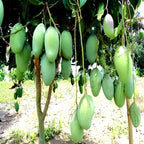 Kaccha Mittha Mango Fruit | Kaccha Mittha Mango Plant