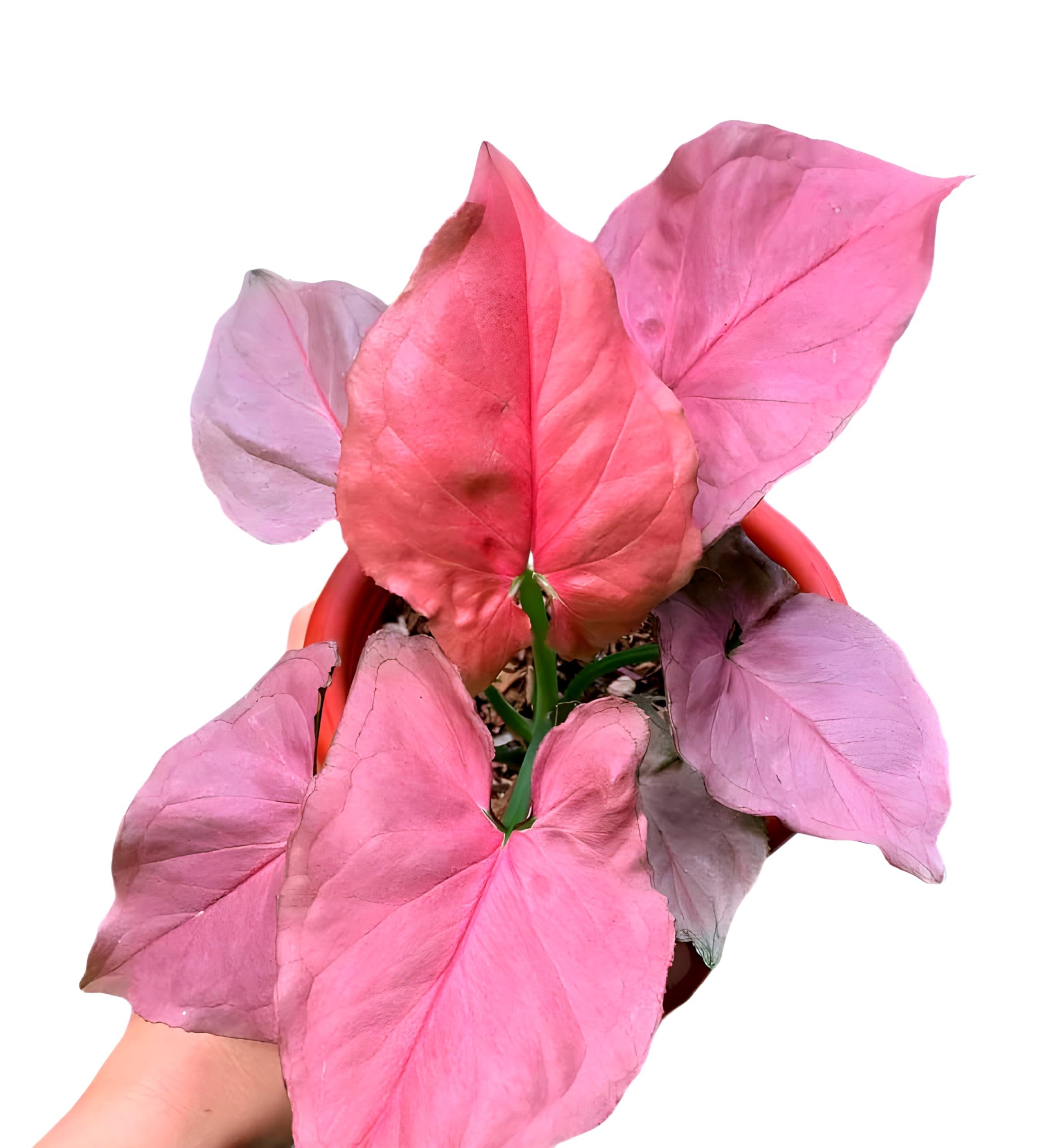 Arrowhead Plant | Pink Syngonium Plant