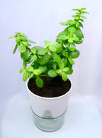 Green Jade Plant | Jade Plant