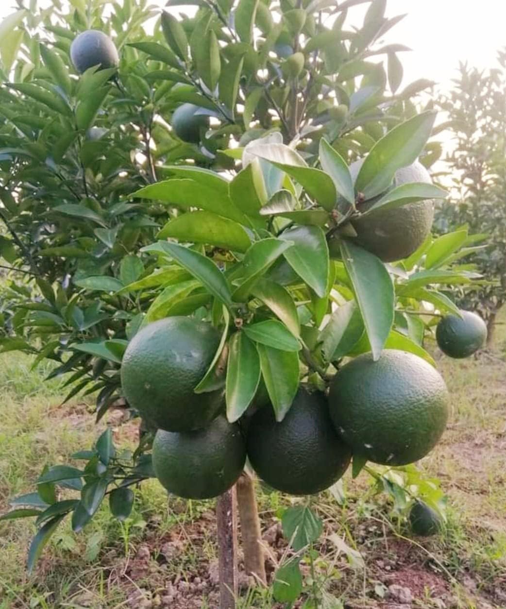 Mosambi Fruit | Sweet Lemon Plant