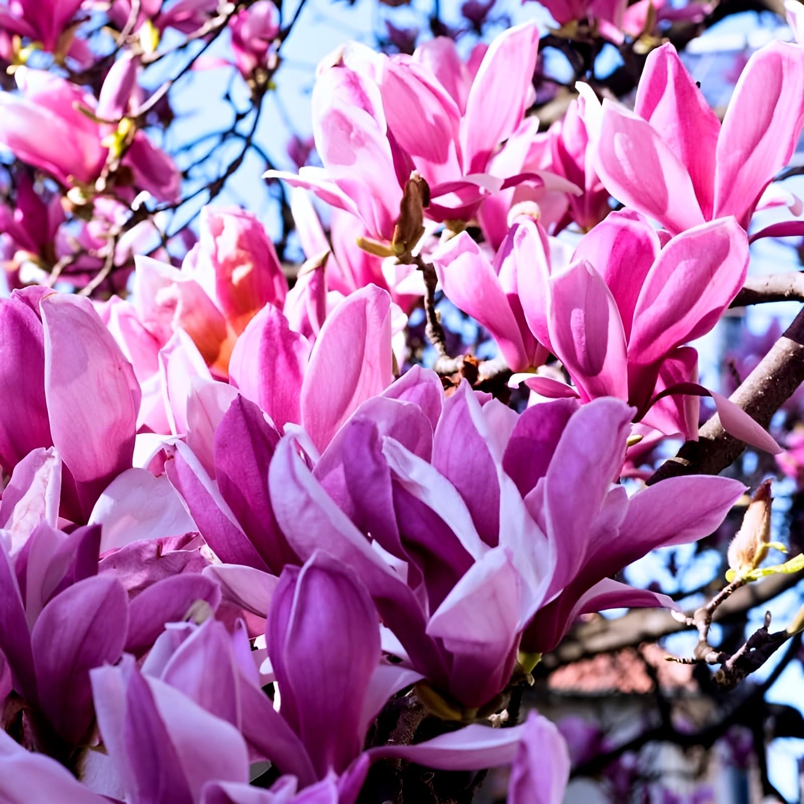 Pink Magnolia Flower | Pink Magnolia Bush Plant