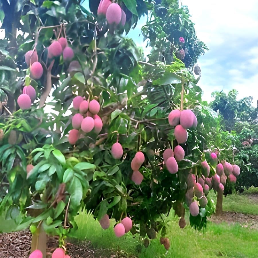 Purple Miyazaki Mango Fruit | Purple Miyazaki Mango Plant
