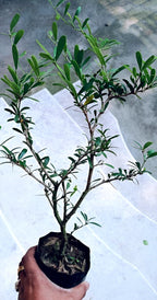 Bonsai White Bluebell Flower | Vietnamese White Bluebell Flower Plant