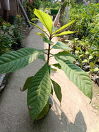 Sapota Fruit (Chikoo) |  Sapota Plant