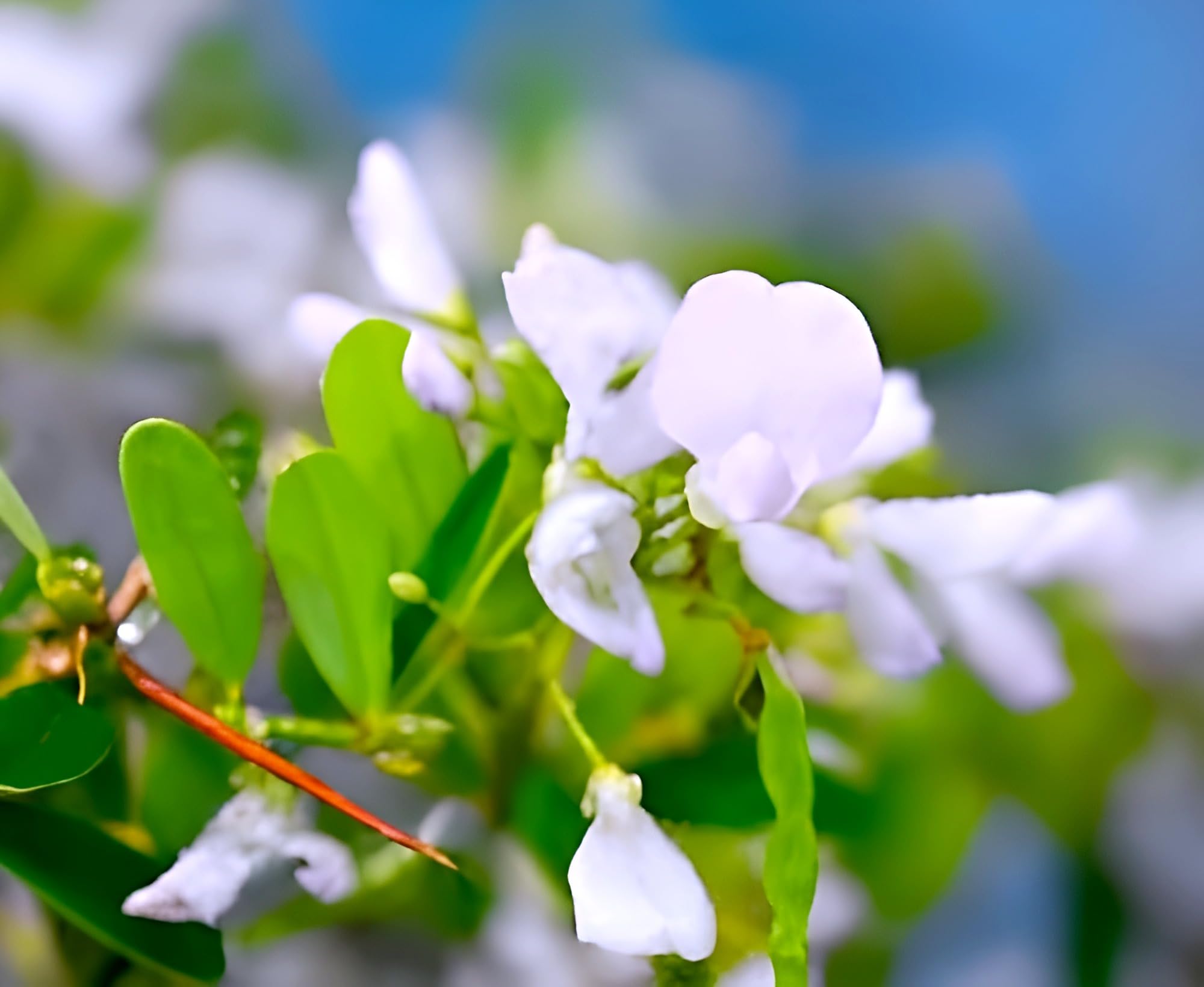 Bonsai White Bluebell Flower | Vietnamese White Bluebell Flower Plant