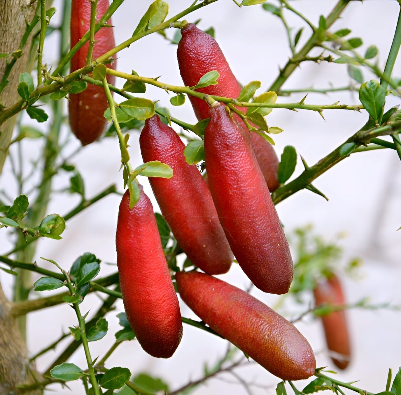 Australian Citrus Fruit | Red Finger Lemon Plant