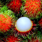Red Rambutan Tropical Fruit | Red Rambutan Tropical Plant