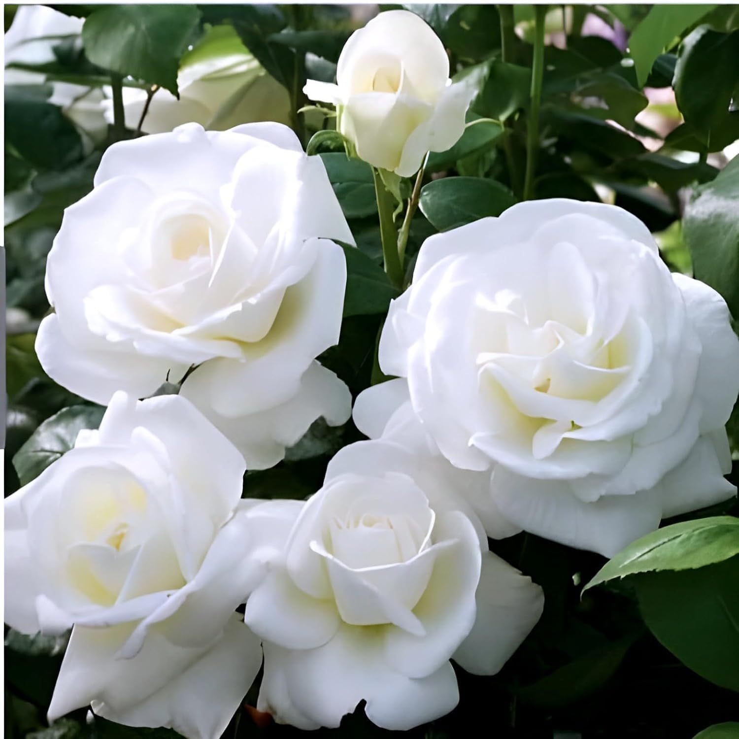 White Rose Flower | White Rose Plant