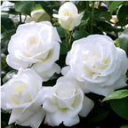 White Rose Flower | White Rose Plant