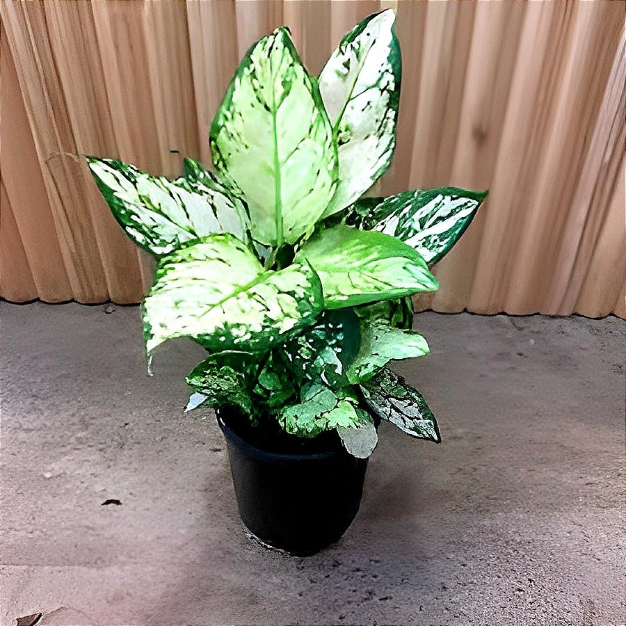 Green Aglaonema | Aglaonema Plant