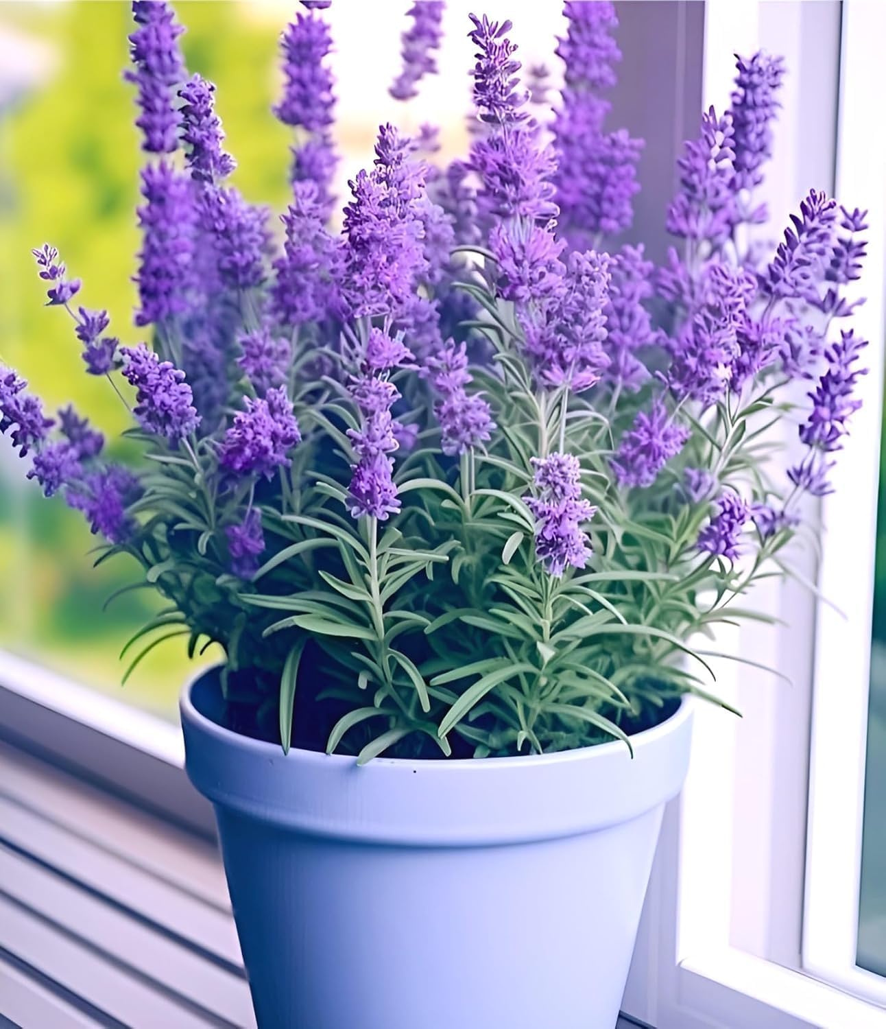 English Lavender Plant | Lavender Plant