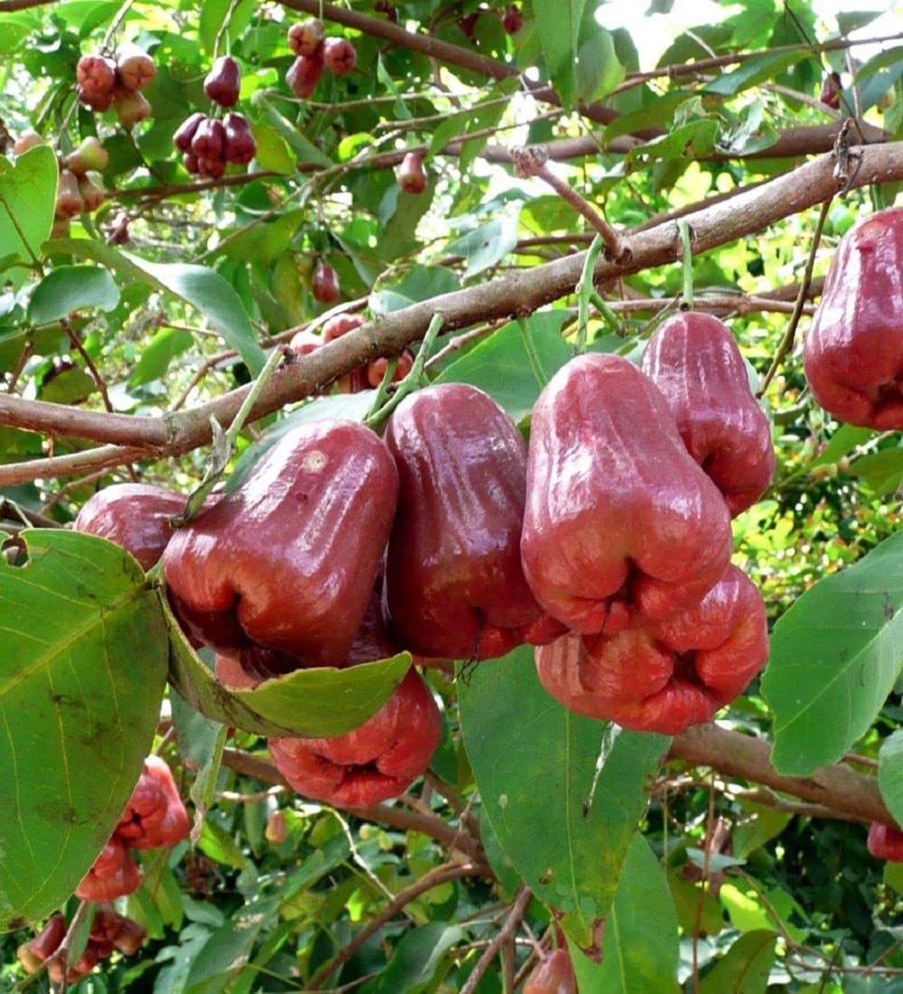 Water Apple Fruit | Water Apple Plant