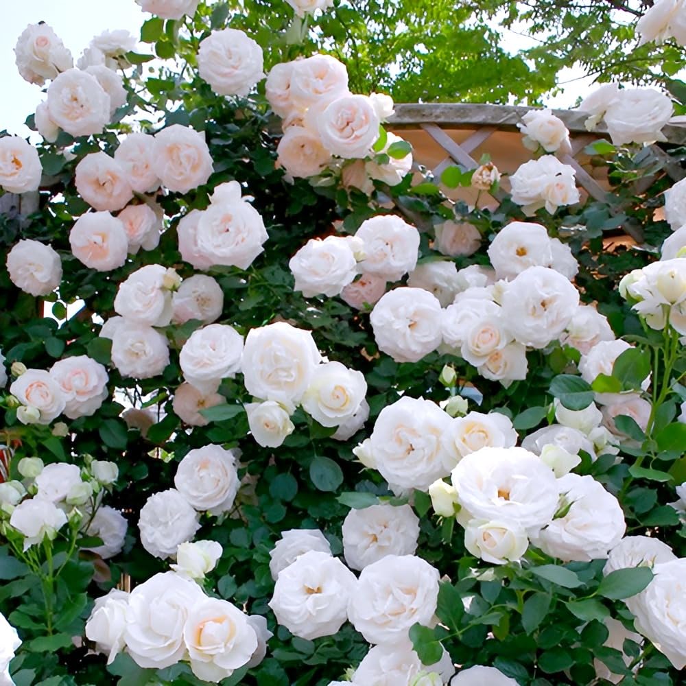 White Rose Flower | White Rose Plant
