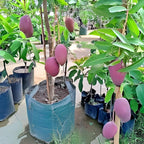 Purple Miyazaki Mango Fruit | Purple Miyazaki Mango Plant