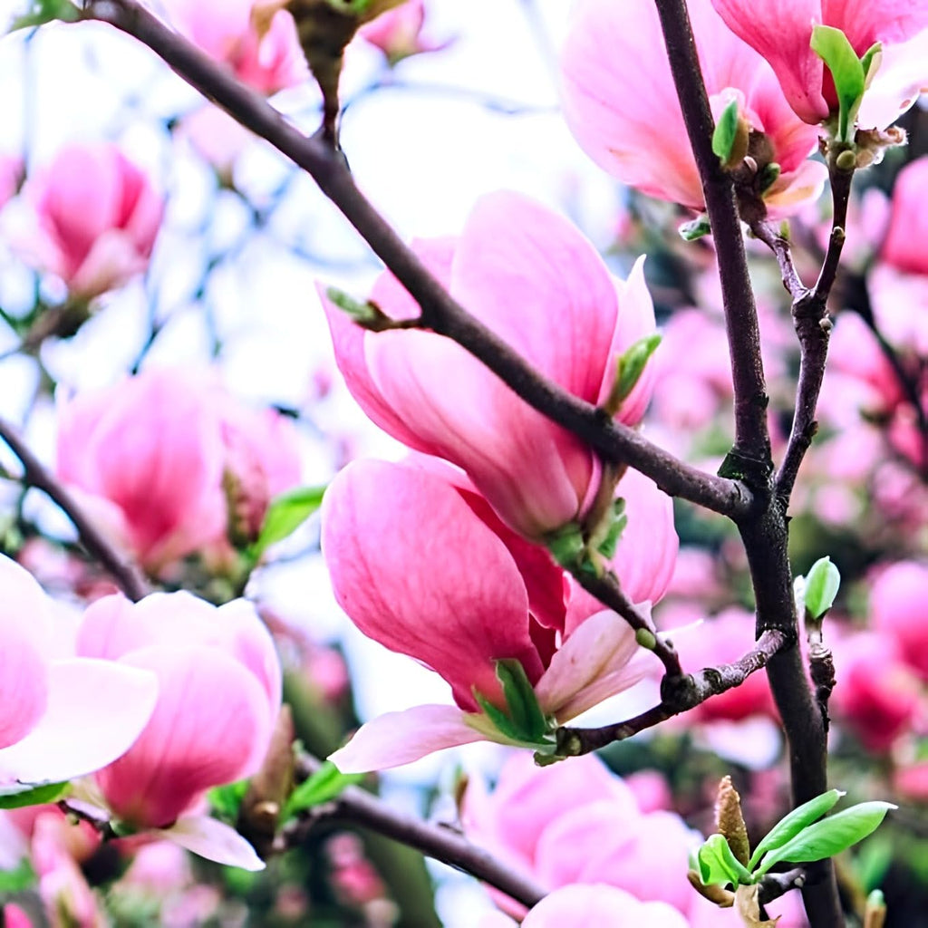 Pink Magnolia Flower | Pink Magnolia Bush Plant