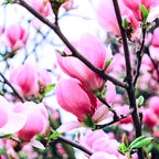 Pink Magnolia Flower | Pink Magnolia Bush Plant