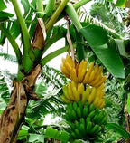 Singapuri Banana Fruit | Singapuri Banana Plant