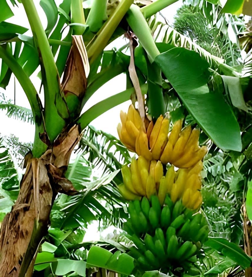 Singapuri Banana Fruit | Singapuri Banana Plant