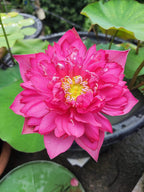 Pink Lotus Live Plant