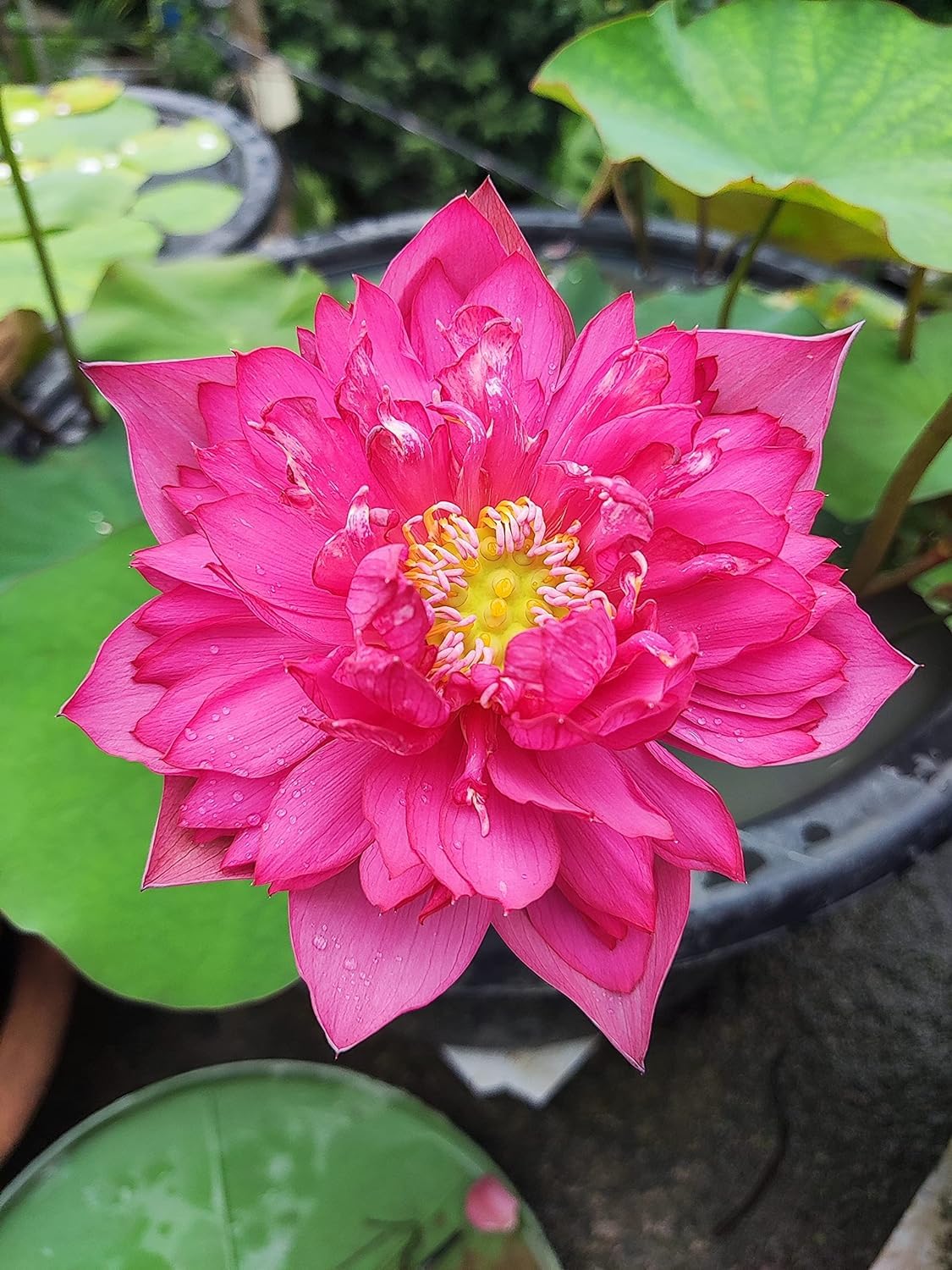 Pink Lotus Live Plant
