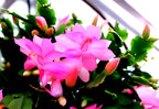 Baby Pink Christmas Cactus | Crab Cactus Plant