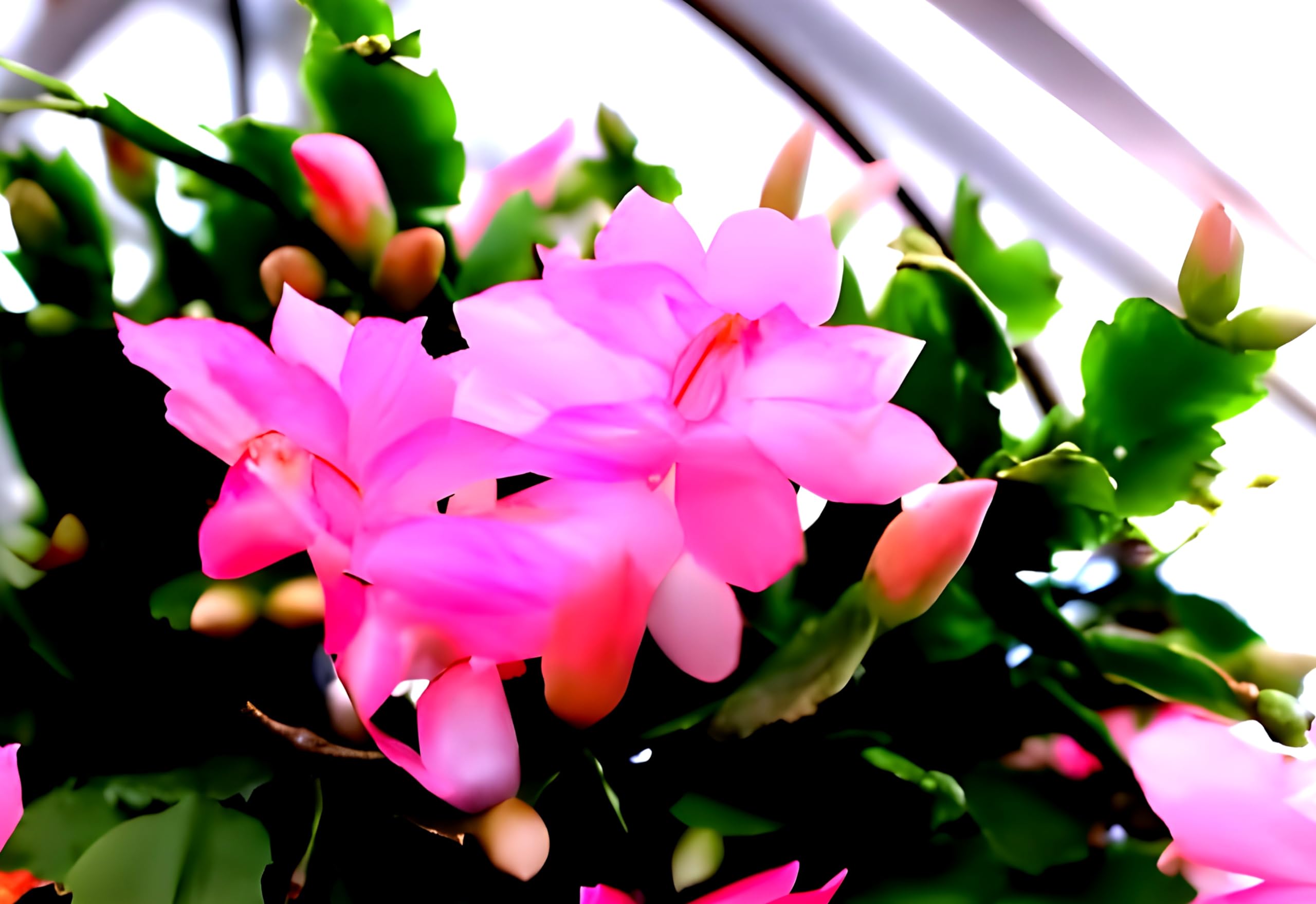 Baby Pink Christmas Cactus | Crab Cactus Plant