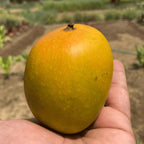 Alphonso Mango Fruit | Alphonso Mango Plant
