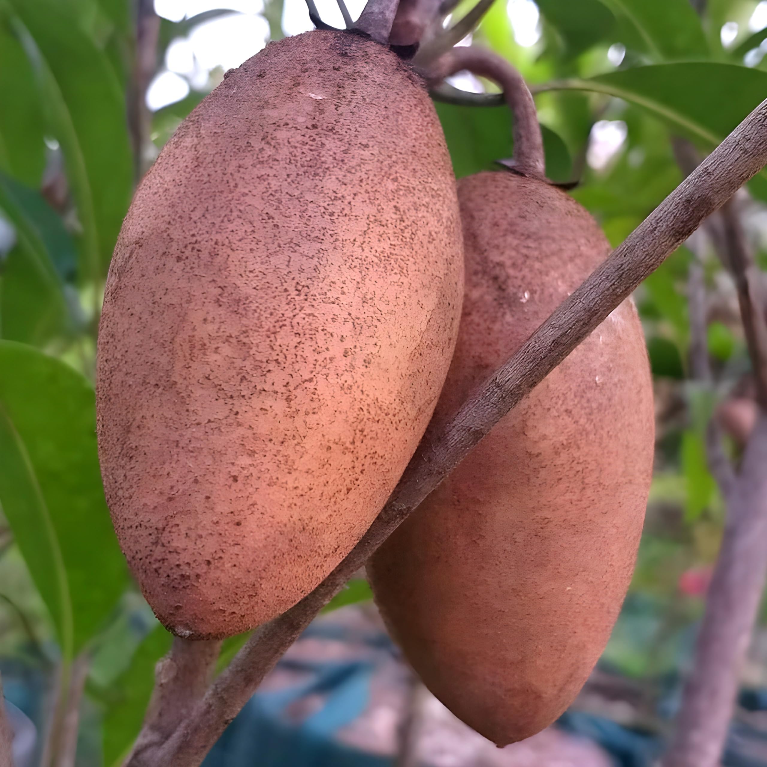 Thai Langcha Sapota Fruit | Chiku Plant