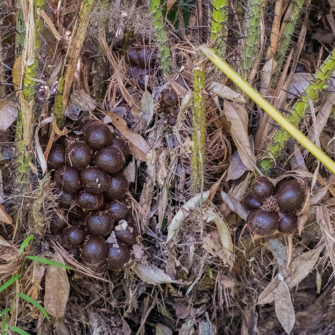 Snake Fruit | Snake Fruit Plant