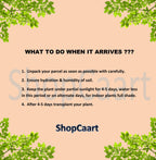 Micro Lotus Tuber Live Plant