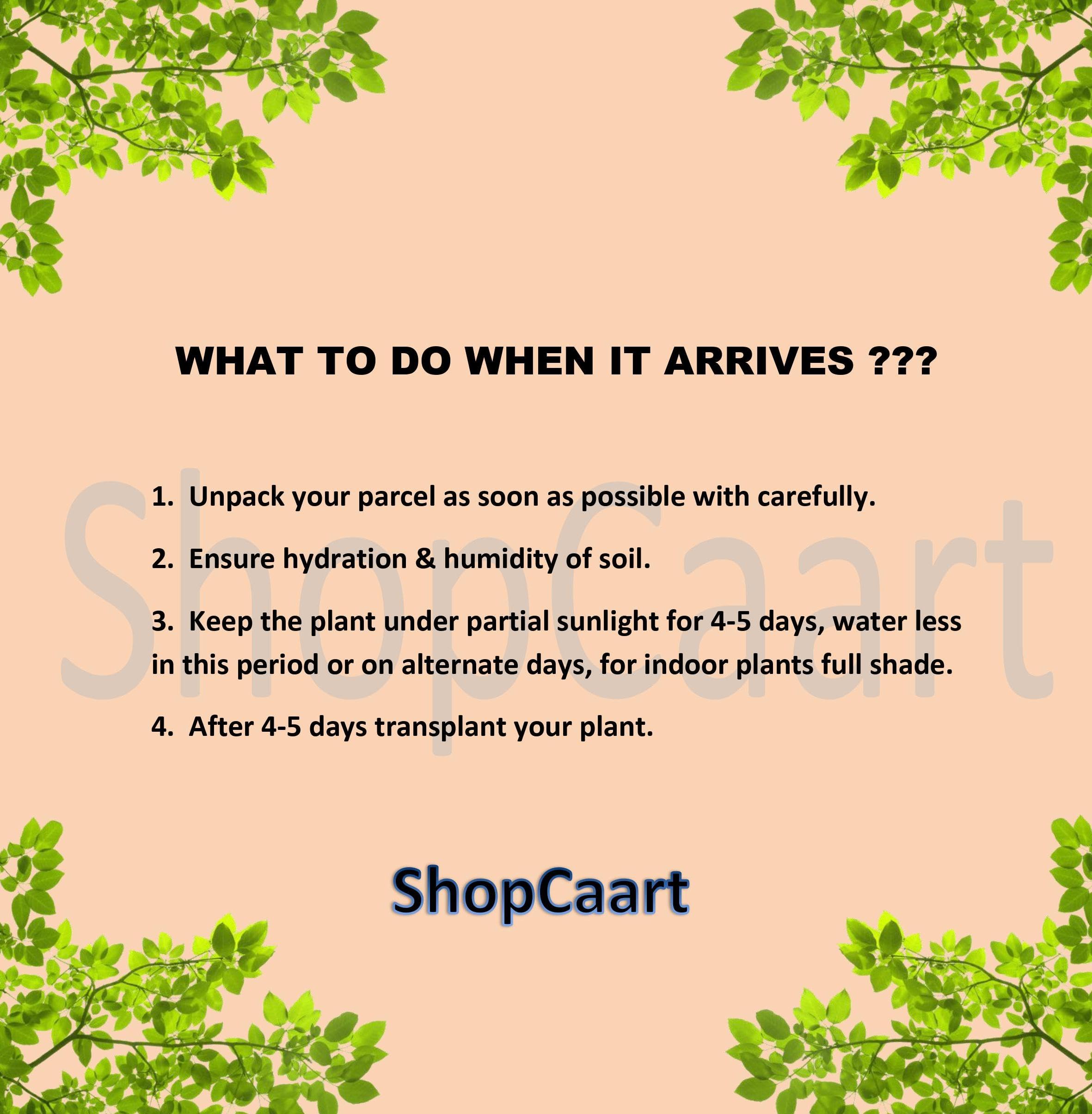 Micro Lotus Tuber Live Plant